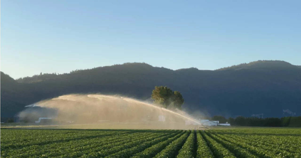 Trio of First Nations seek return of land long held by well-known B.C. potato farm