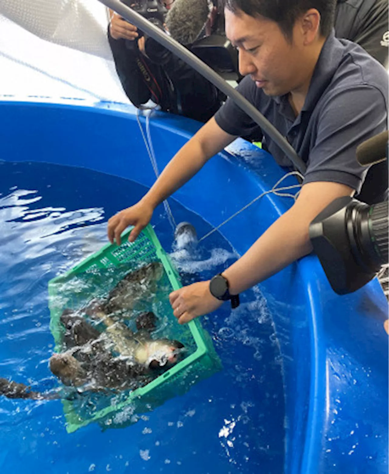 焼き、フライでなく刺し身でどうぞ 北海道でホッケ陸上養殖の実験