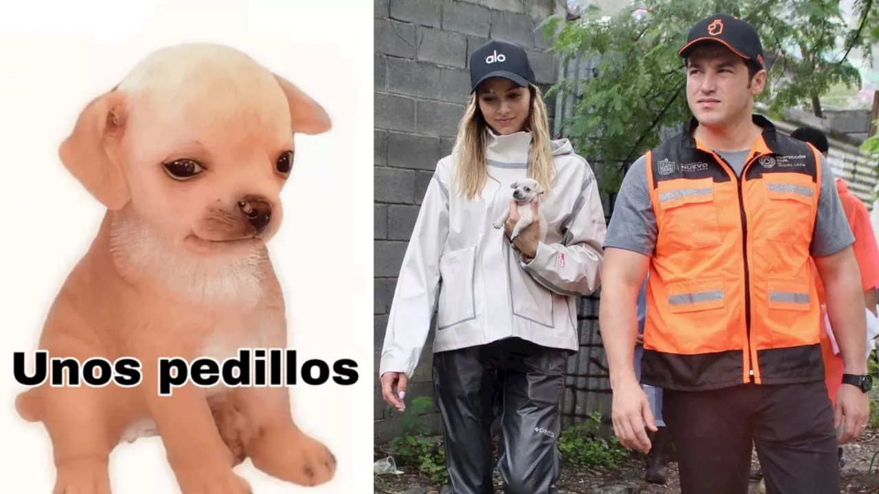 Este es “Alberto”, el perrito que Mariana Rodríguez y Samuel García adoptaron y es idéntico al del meme “Unos pedillos”