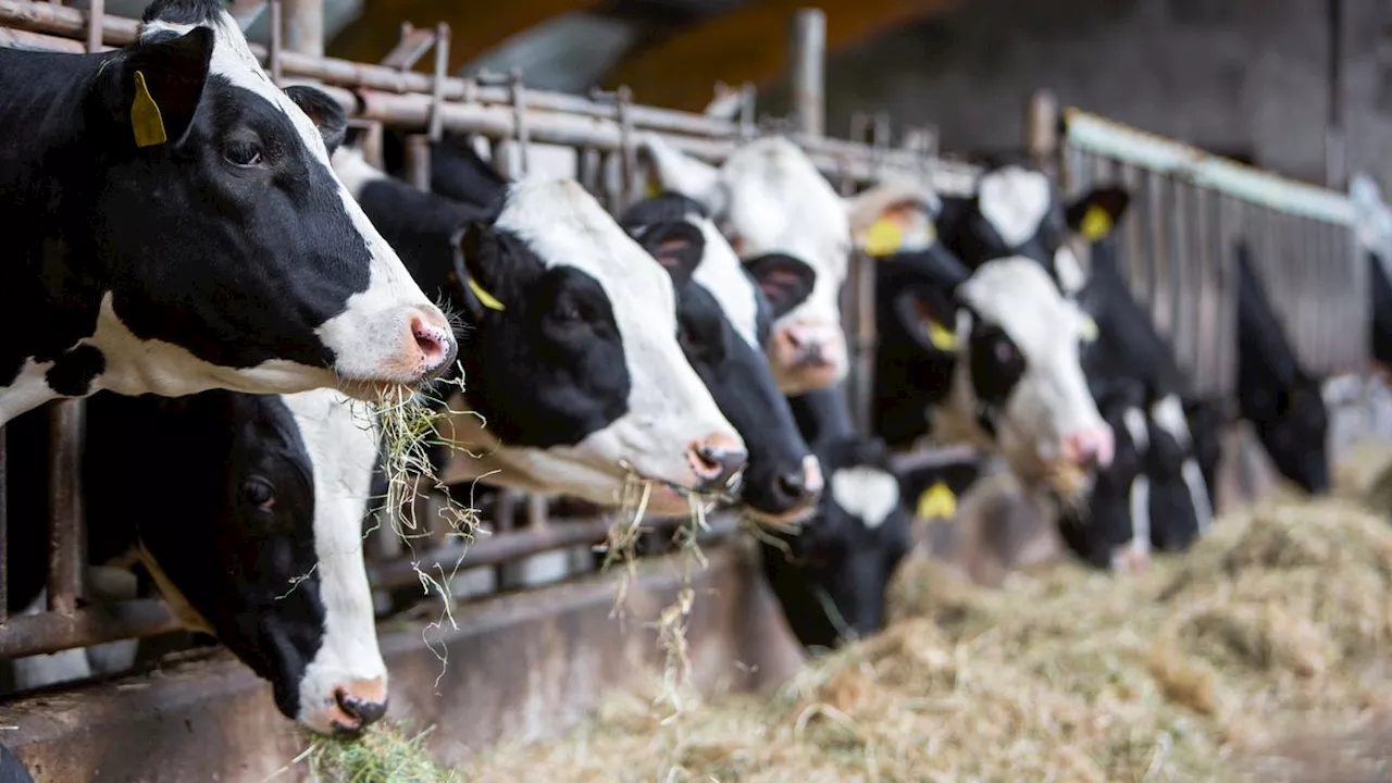 – erstes Land macht Milch und Fleisch teurer