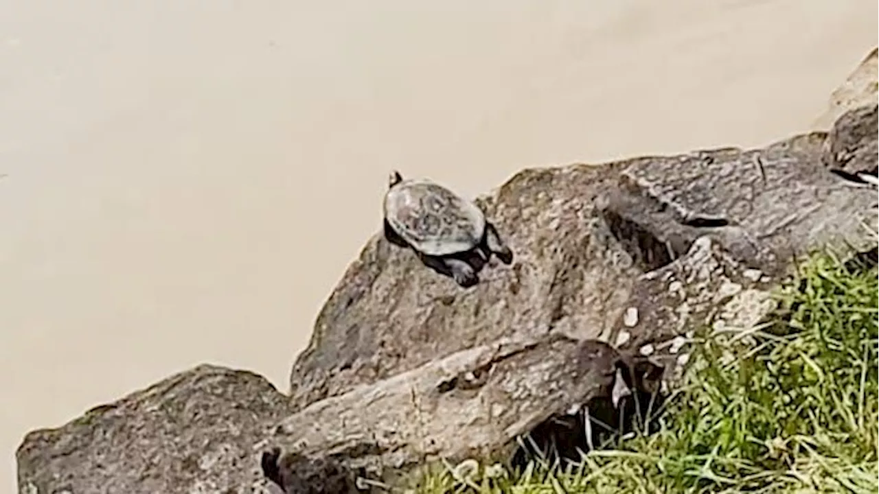 Sensationeller Fund – Schildkröte schwimmt in Donau