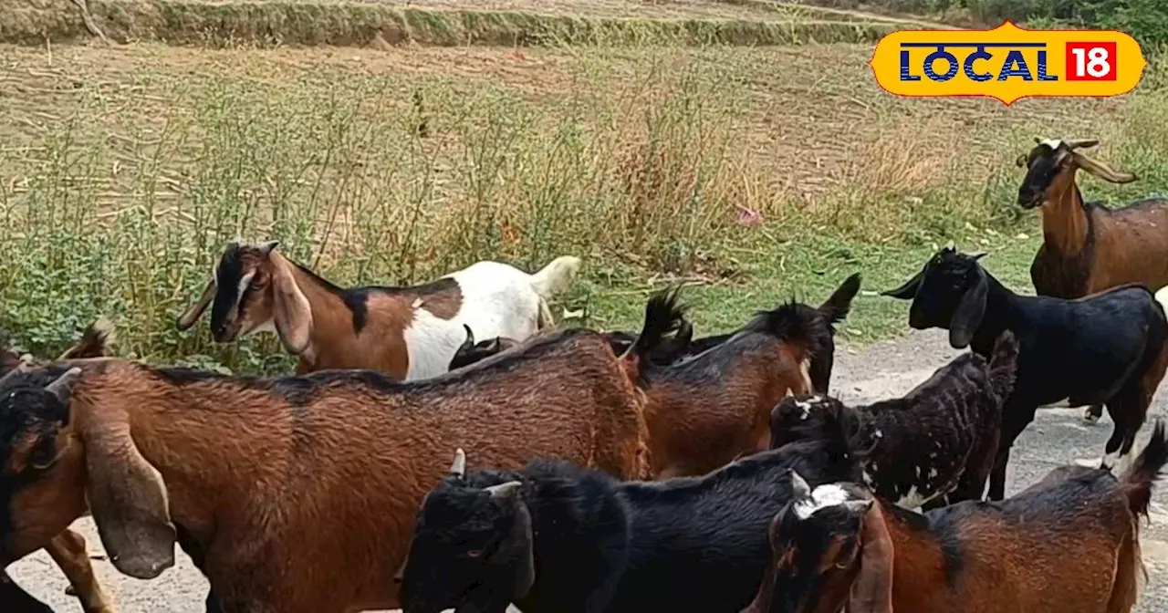 बरसात से पहले बकरी पालक जरूर कर लें यह काम, वरना हो जाएगा भारी नुकसान