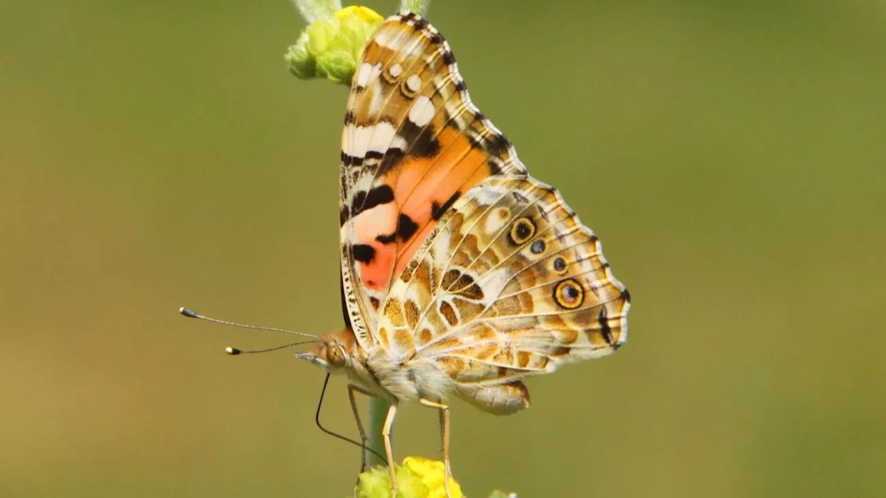 Painted lady butterflies brave record 8-day, 2,600-mile transatlantic flight