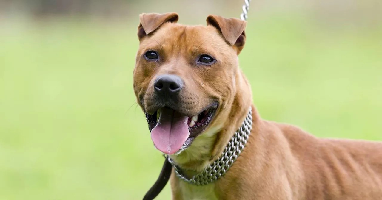 ‘It was brutal’: Bull terrier dies after attacking smaller dog in Limerick city