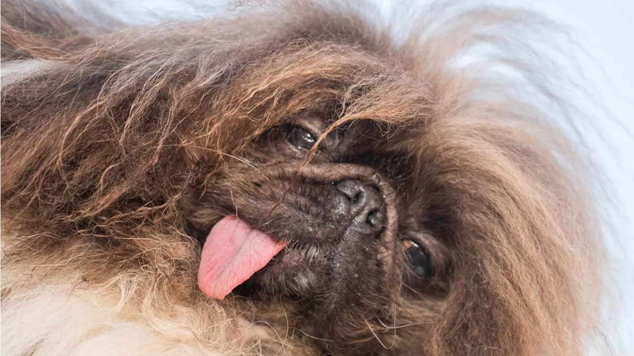 Oregon dog awarded coveted prize as 'World's Ugliest Dog'