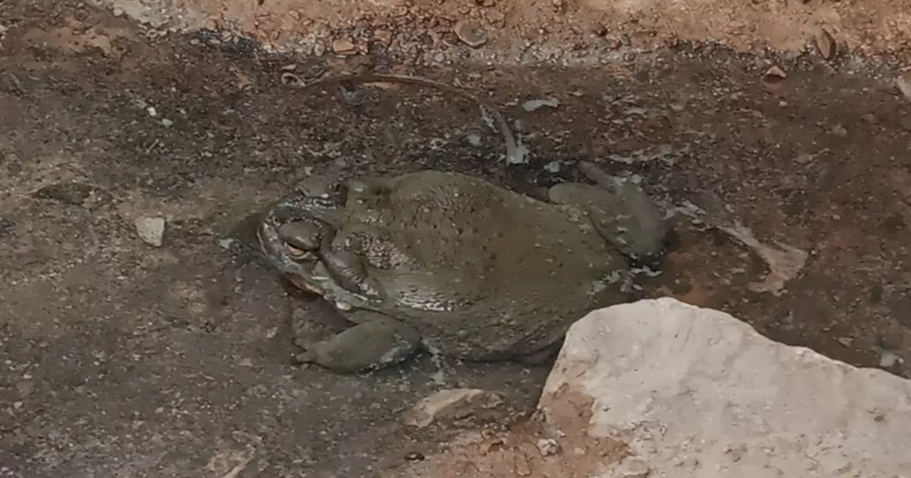 Monsoon in Tucson means mating season for the Sonoran Desert Toad