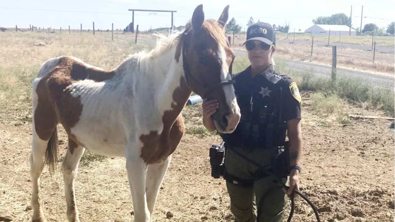 Sick, weak, and emaciated horse euthanized, charges sought against owner