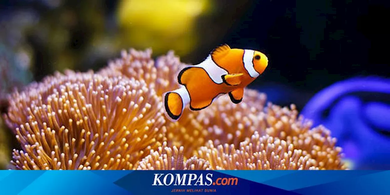 5 Hewan yang Dapat Mengubah Jenis Kelaminnya