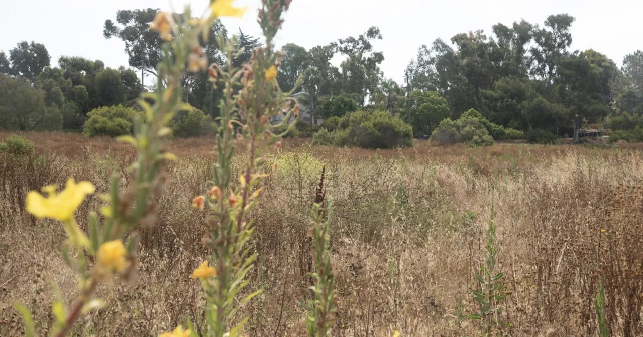 Encinitas considers future of empty lot on Quail Gardens Drive