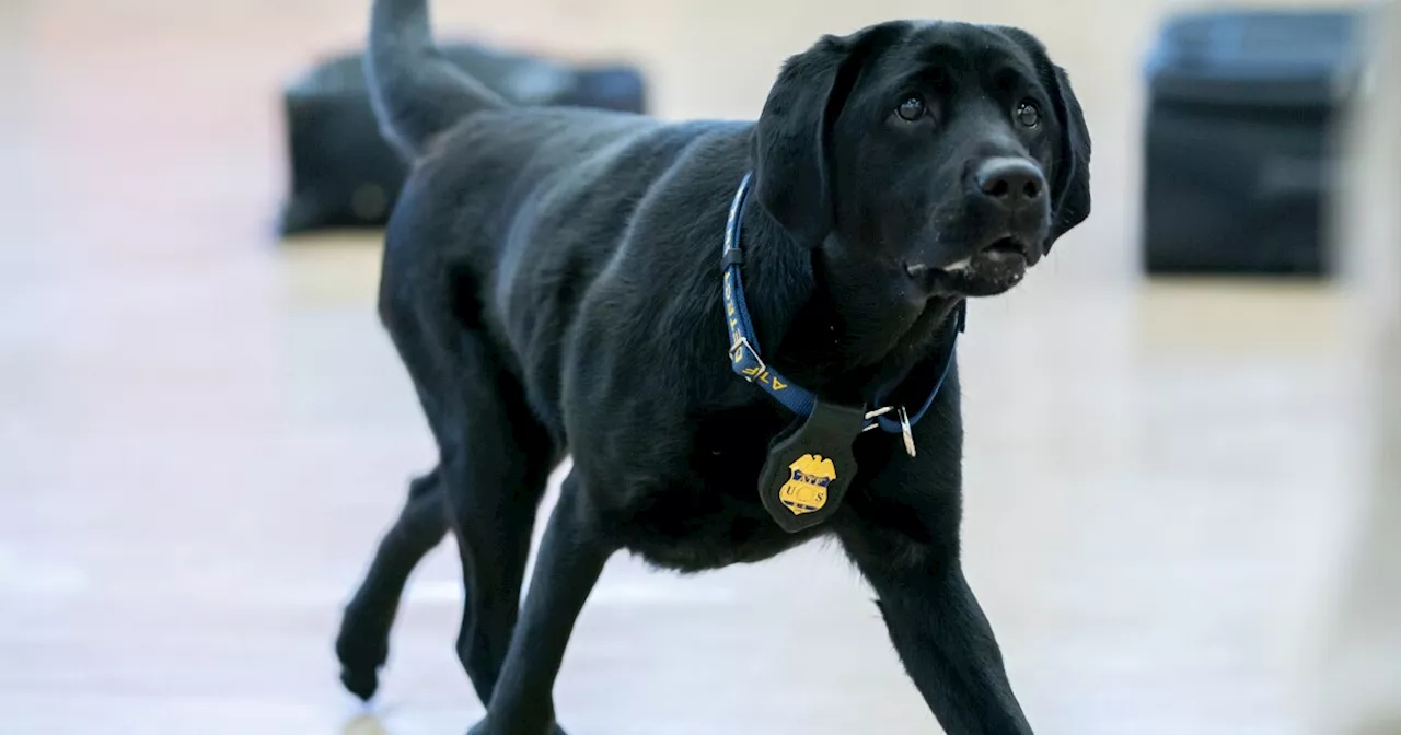 These best boys and girls just graduated from the ATF's National Canine Academy