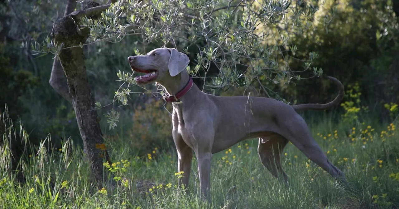 Der größte männliche Hund der Welt ist gestorben