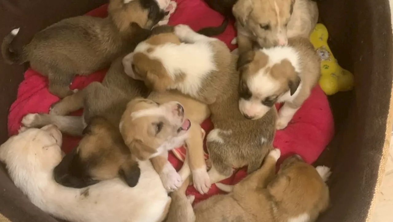 VIDEO. Que sont devenus les 28 chiots du Lot sauvés par le refuge de Brax ?