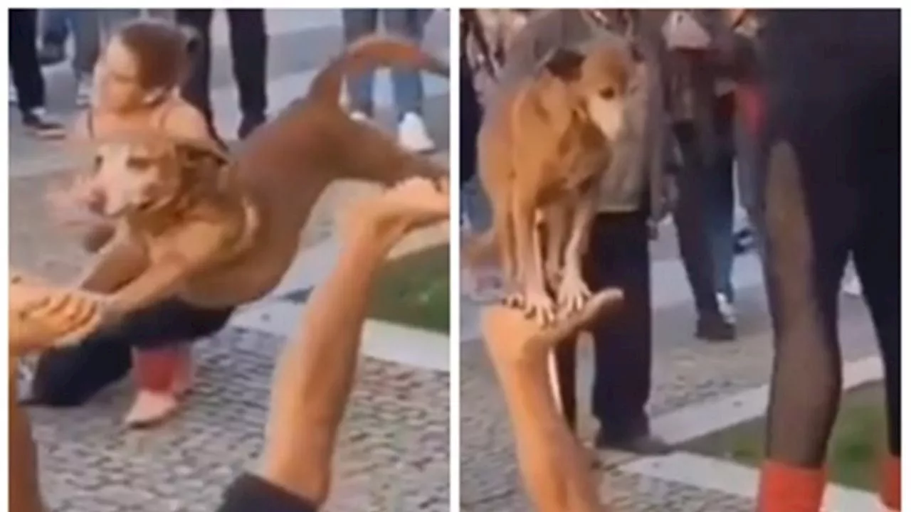 Perro acróbata y su dueño sorprenden con su espectáculo callejero