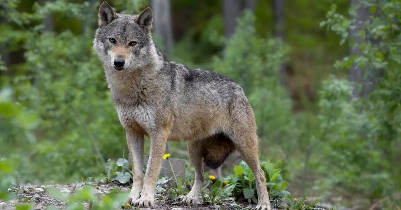 Joggeuse mordue par des loups au zoo de Thoiry : à qui la faute ?