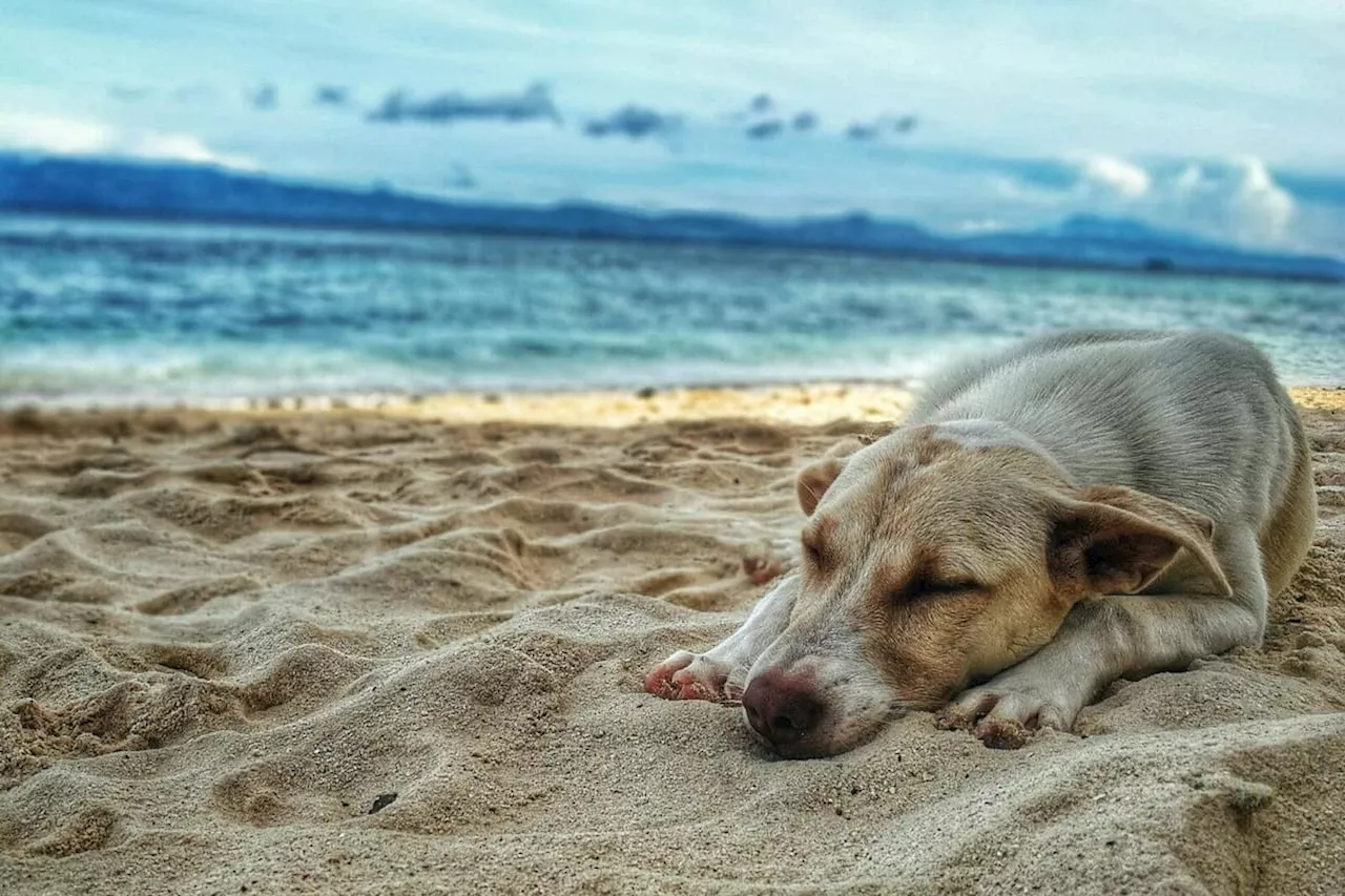 Expert shares tips for Lancashire pet owners ahead of summer heatwave