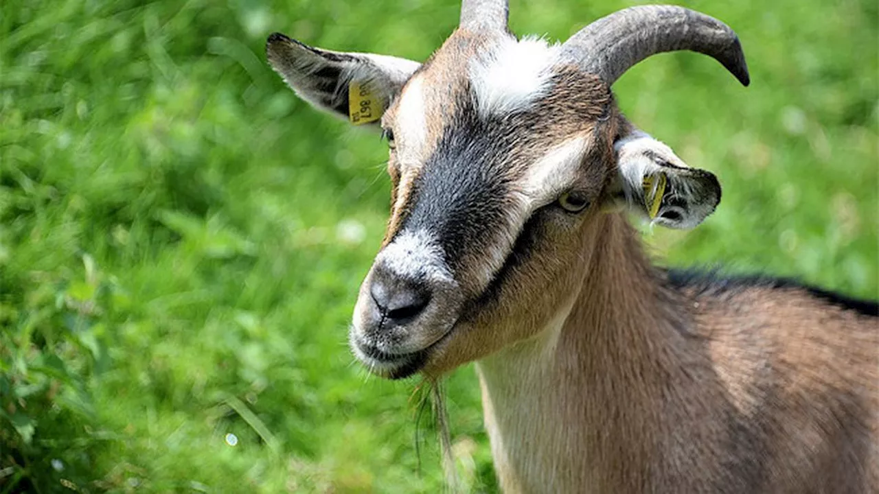 Jenis Kambing Ganteng Viral di Media Sosial, Ada yang Mirip Personel BTS