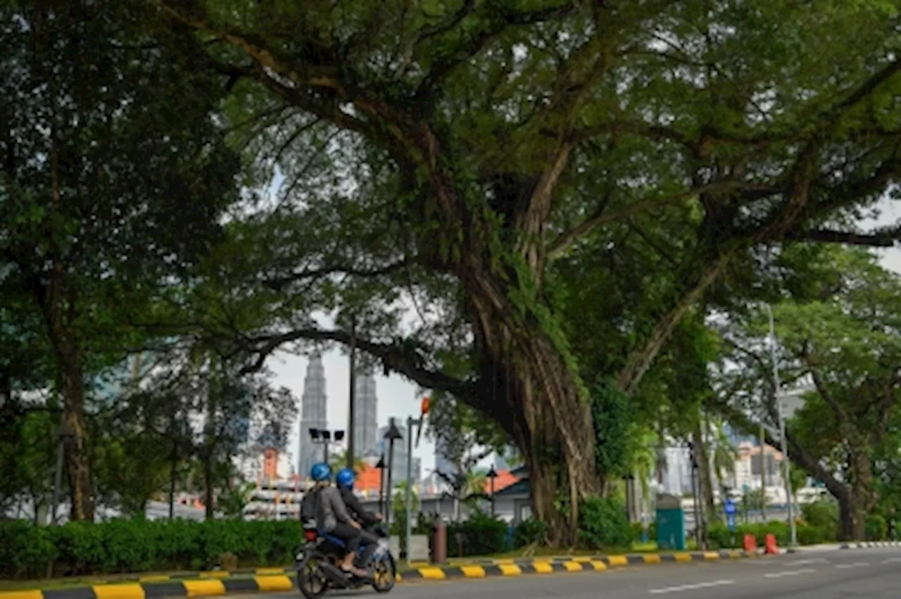 FT minister: Felling of 90 high-risk trees in KL to be completed by July