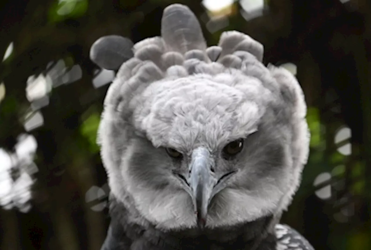 In Colombia, a long, perilous romance to save the harpy eagle