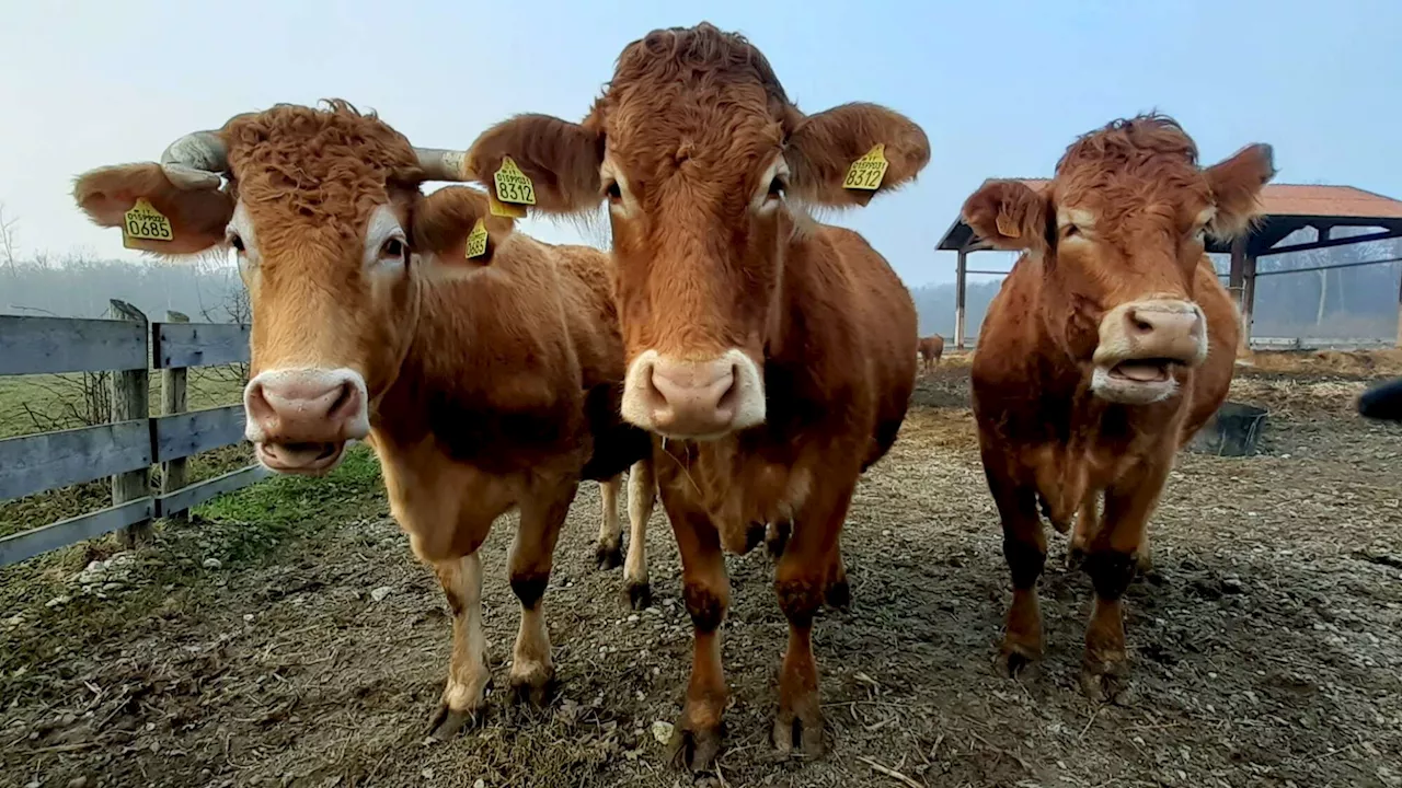 Danimarca, arriva la tassa sulle flatulenze del bestiame