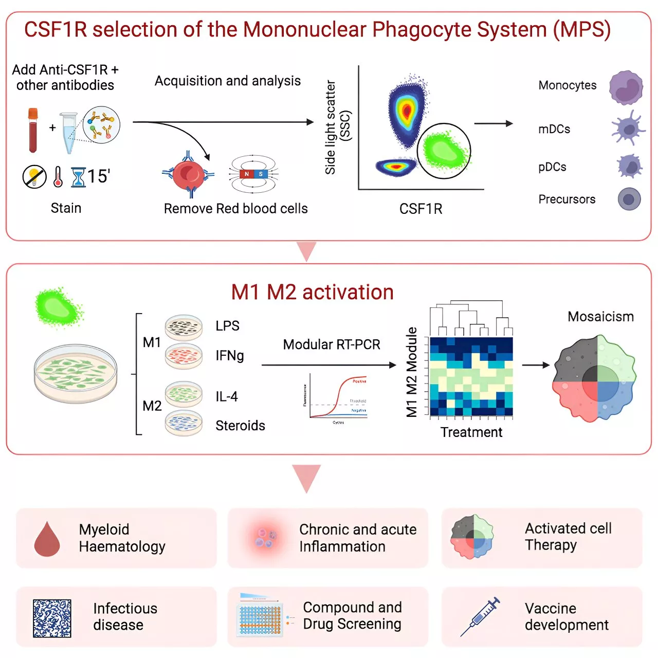 A new method to study immune cells offers hope for finding new disease treatments