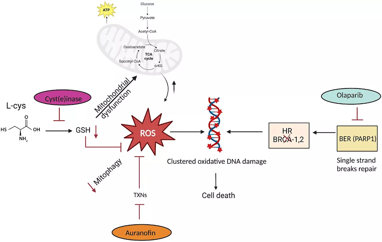 Starving cancer cells to enhance DNA damage and immunotherapy response