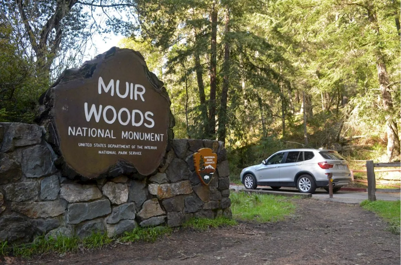 Marin coroner’s office ID’s man whose remains were found in Muir Woods in 1982