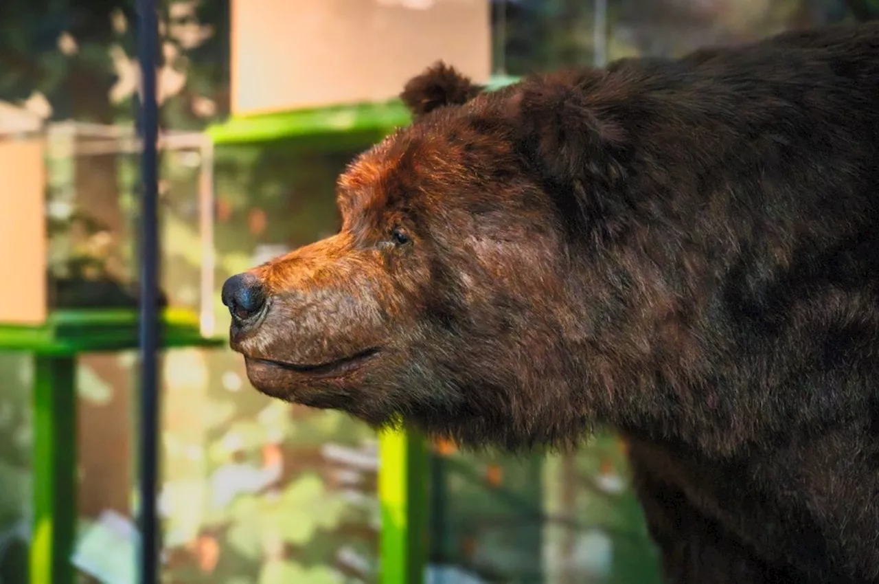 Sights, sounds and smells of nature rule at this new Cal Academy of Sciences exhibit