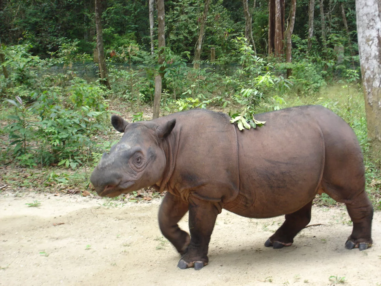 First radioactive rhino horns to curb poaching in South Africa