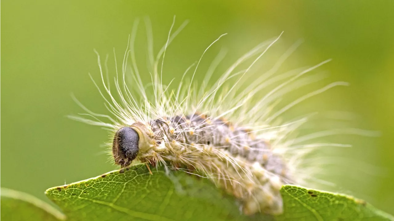 Nach mildem Winter: Eichenprozessionsspinner breiten sich aus