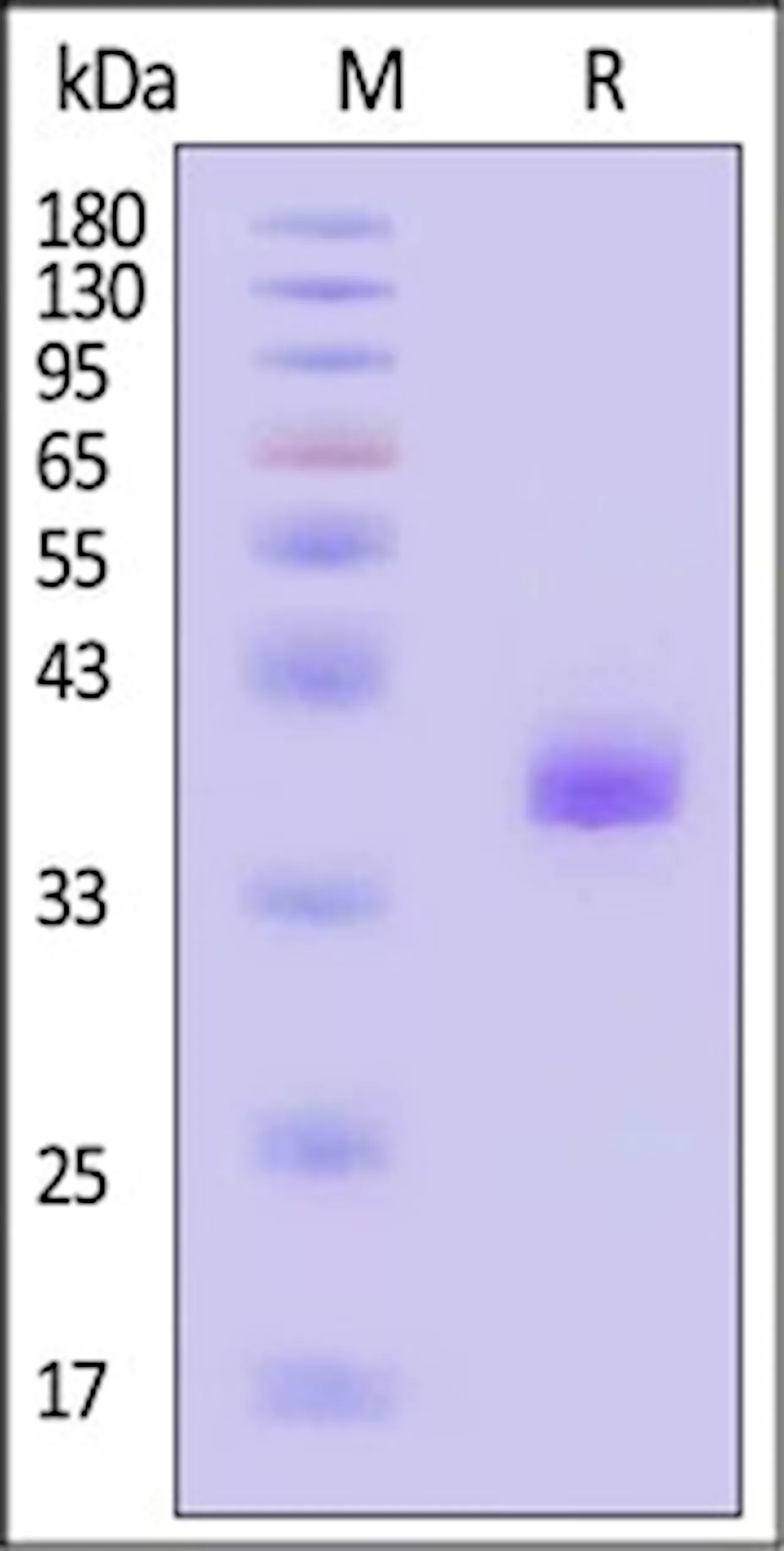 Apolipoprotein E for advancing neuroscience research