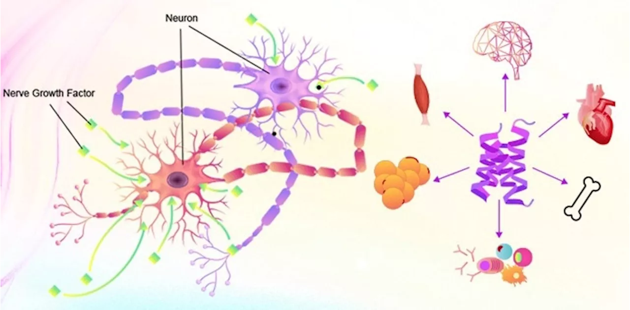 Neural factors for nerve cell regeneration