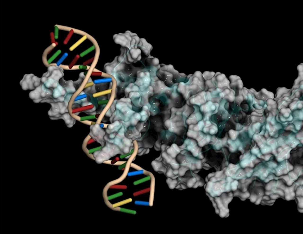 Study provides resource for investigating diabetes-linked transcription factors