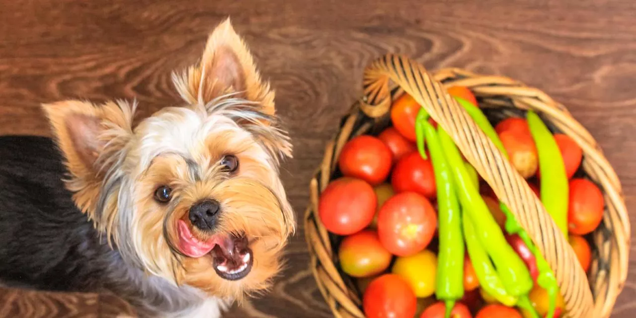 D&uuml;rfen Hunde Tomaten fressen?