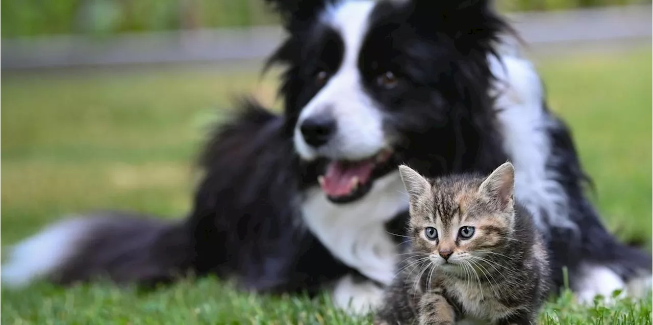 Z&uuml;chtung: EU-Staaten wollen mehr Schutz f&uuml;r Hunde und Katzen