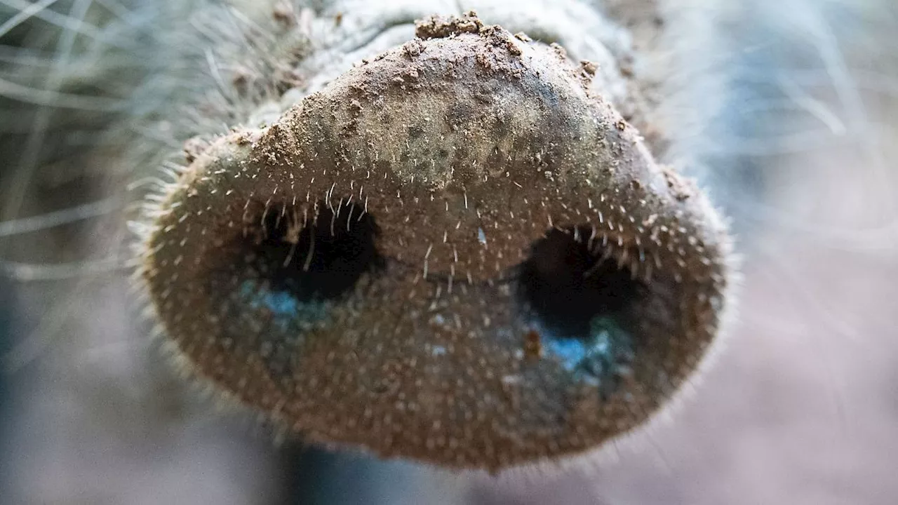 Hessen: Schweinepest in Hessen: Langer Kampf mit strengen Regeln