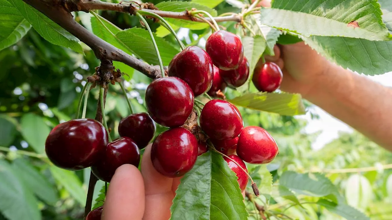 Niedersachsen & Bremen: Warmer Frühling sorgt für verfrühte Kirschernte