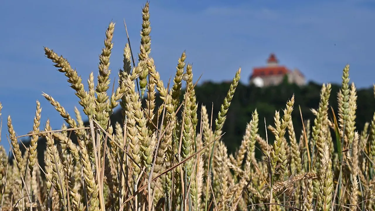 Thüringen: Thüringens Bauern bereiten sich auf Erntestart vor