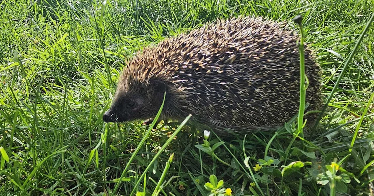 Herford: Geretteter Igel Joy darf endlich zurück in die Freiheit