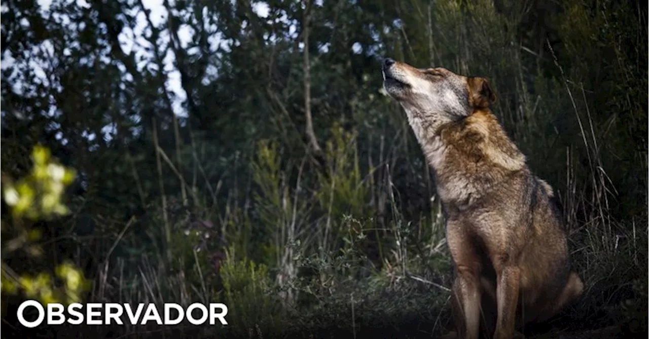 Festival comunitário celebra o lobo-ibérico em aldeia de Montalegre