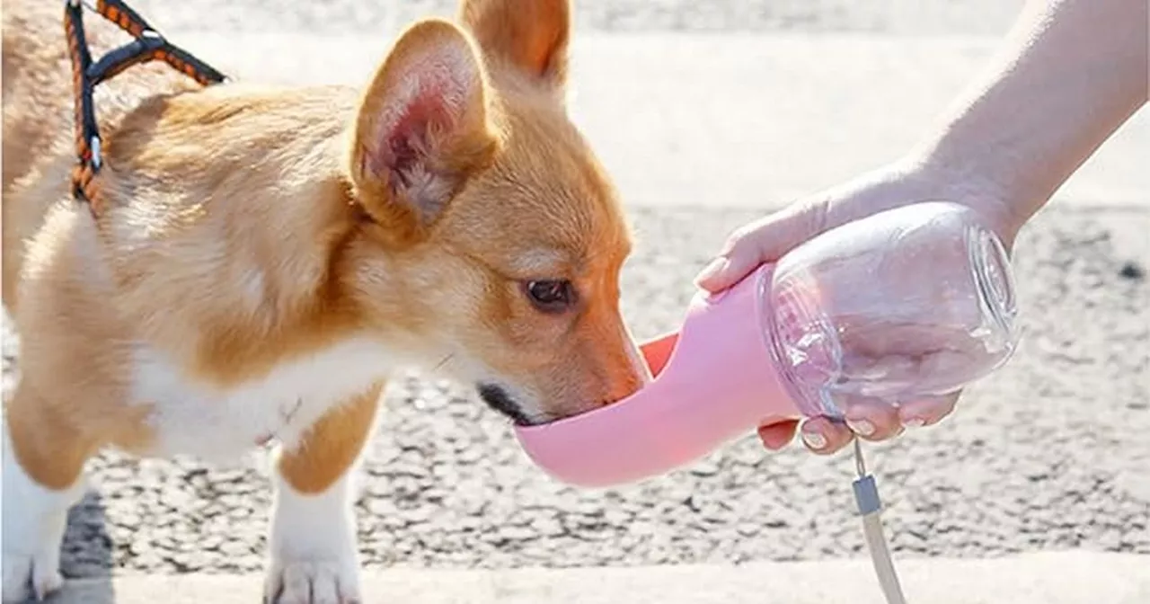 Amazon's £11 portable dog water bottle is a must-have for keeping pets cool