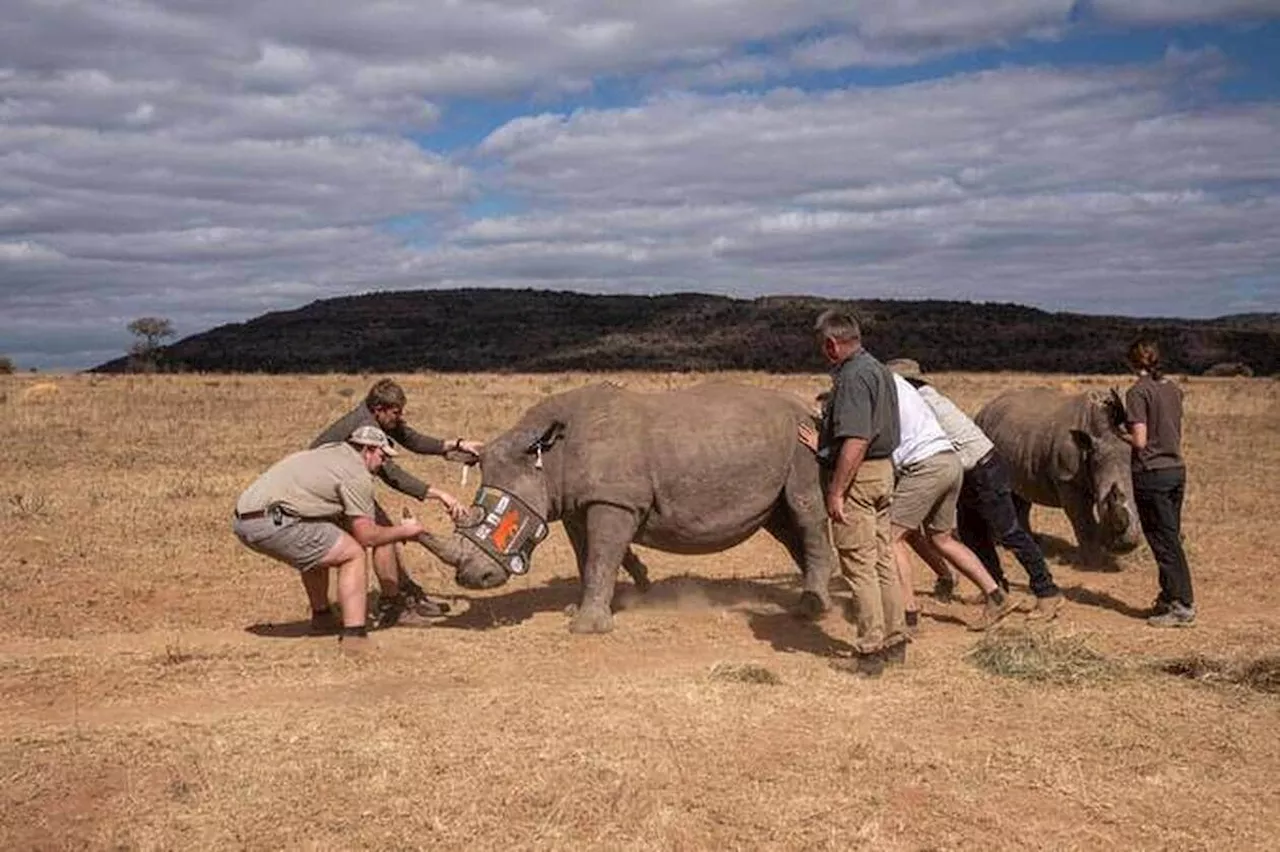 Ils injectent de la radioactivité dans les cornes de rhinocéros pour décourager les braconniers