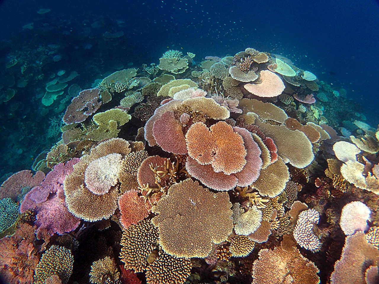 Future risk of coral bleaching set to intensify globally, researchers say