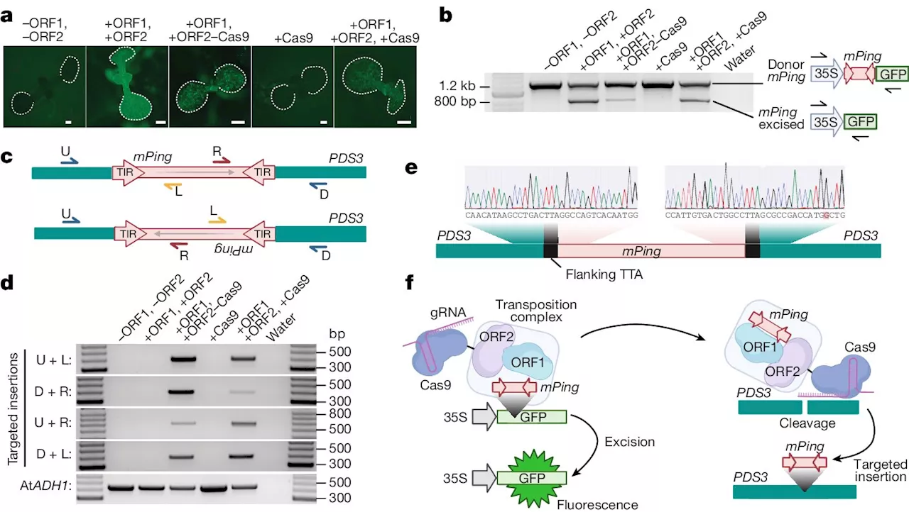 New tool enables faster, more cost-effective genome editing of traits to improve agriculture sustainability