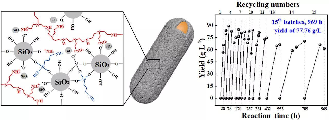 Permeable and robust polymer-silica hybrid armor on cell catalyst for sustainable biomanufacturing