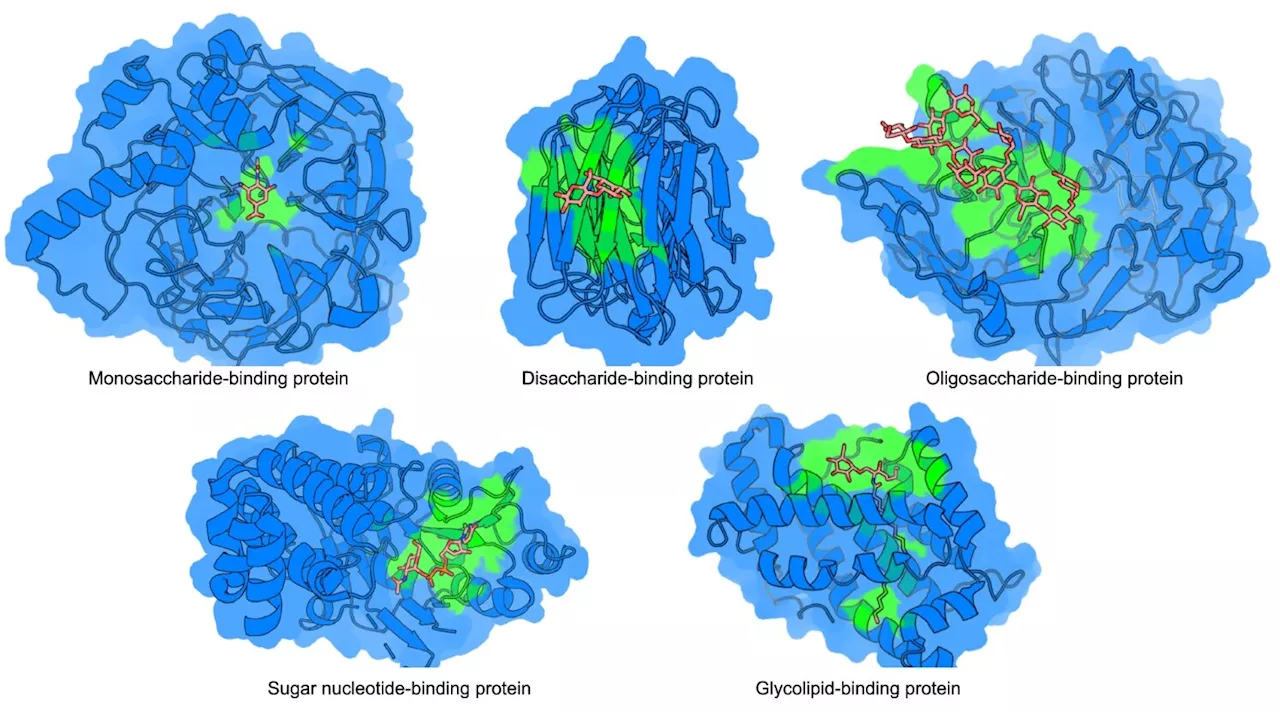 Researchers develop highly accurate carbohydrate binding site prediction algorithm, DeepGlycanSite