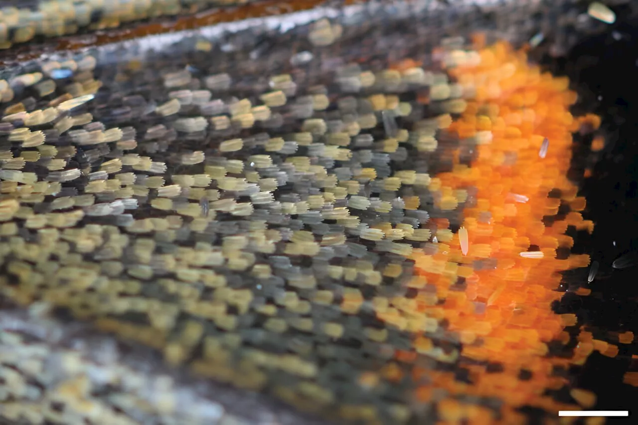 What happens during the first moments of butterfly scale formation