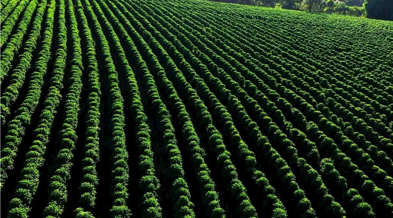 Lavouras de café ocupam 1,9 milhão de hectares no Brasil em 2024