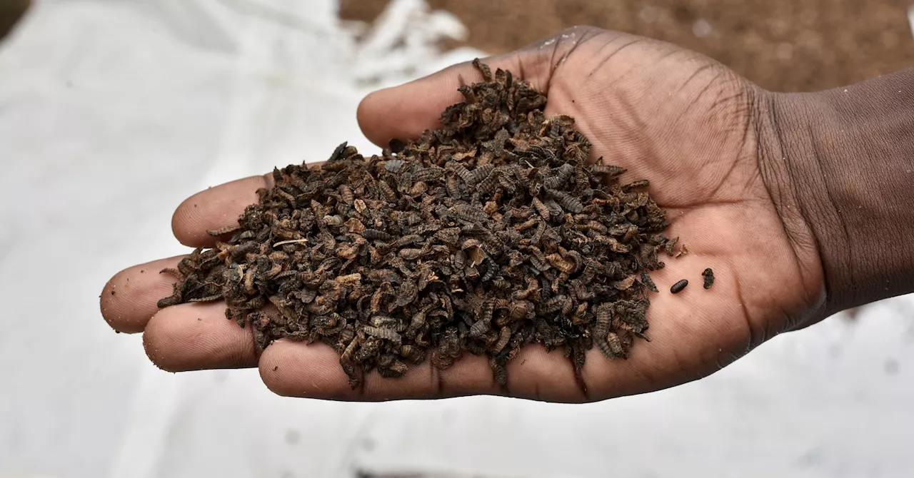 Orphans in Congo fed palm weevil larvae in bid to beat malnutrition