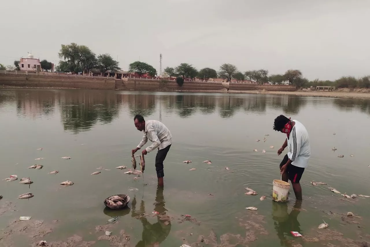 कोडमदेसर तालाब में हजारों मछलियां मरी, गर्मी व पानी की कमी बताया कारण