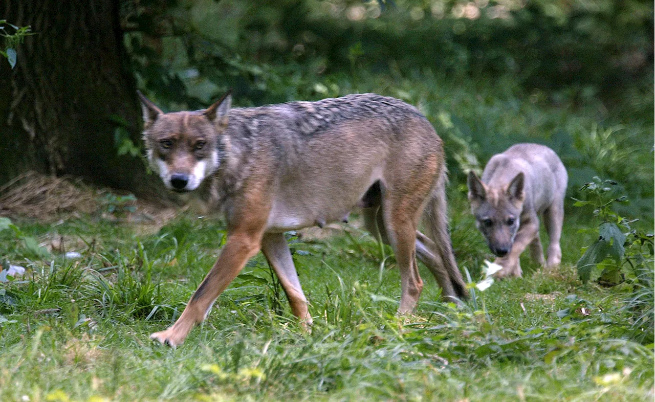 Accident au zoo de Thoiry : comment la joggeuse s'est retrouvée au milieu des loups